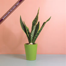 Load image into Gallery viewer, Sansevieria in a Tall Green Ceramic Pot