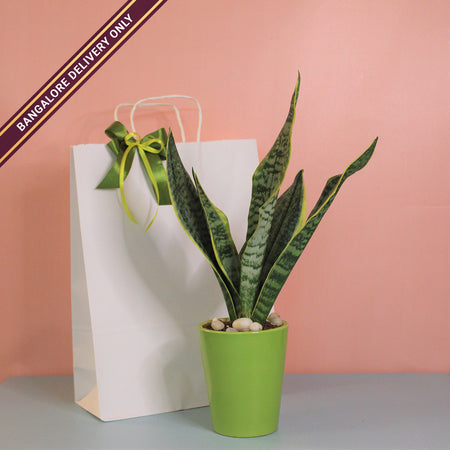Sansevieria in a Tall Green Ceramic Pot