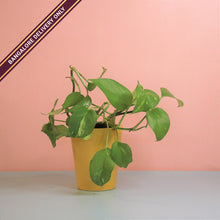 Load image into Gallery viewer, Money Plant in a Tall Yellow Ceramic Pot