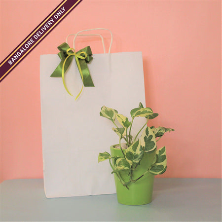 Money Plant in a Tall Green Ceramic Pot