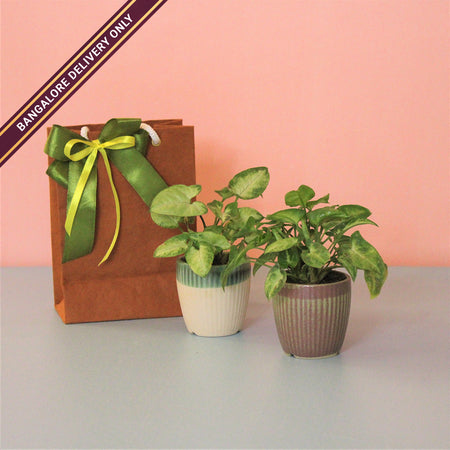 Set of Two Indoor Plants in Small Ceramic Pots