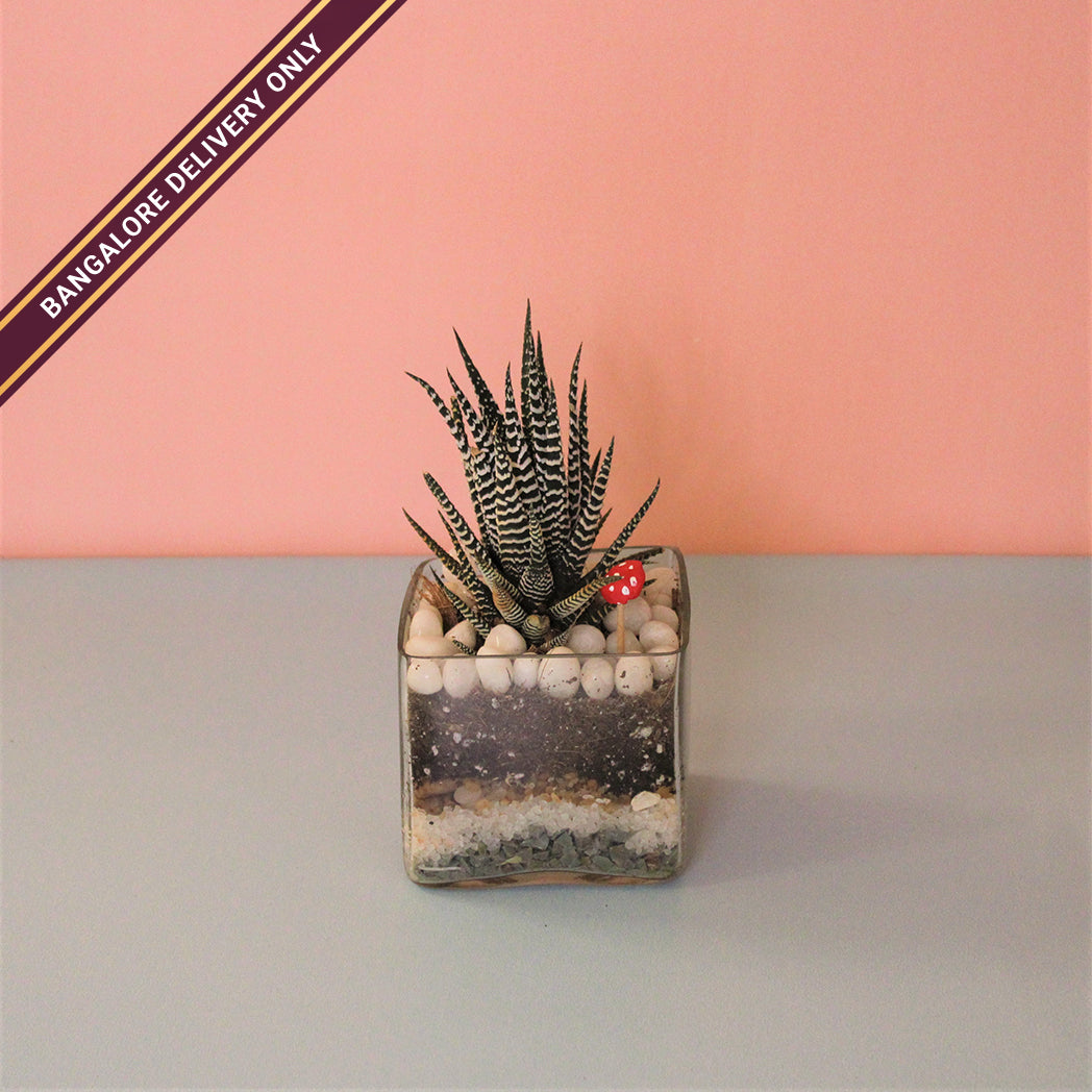 zebra plant terrarium Zebra Cactus in a Square Terrarium
