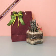 Load image into Gallery viewer, Zebra Cactus in a Square Terrarium