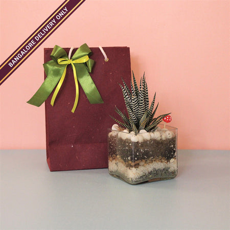 Zebra Cactus in a Square Terrarium