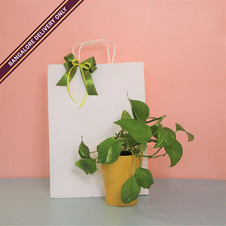 Money Plant in a Tall Yellow Ceramic Pot