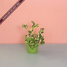 Load image into Gallery viewer, Money Plant in a Tall Green Ceramic Pot