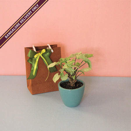 Indoor Plant in a Medium Blue Ceramic Pot
