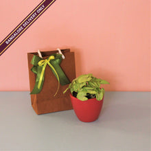 Load image into Gallery viewer, Indoor Plant in a Medium Red Ceramic Pot