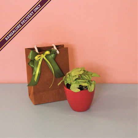 Indoor Plant in a Medium Red Ceramic Pot