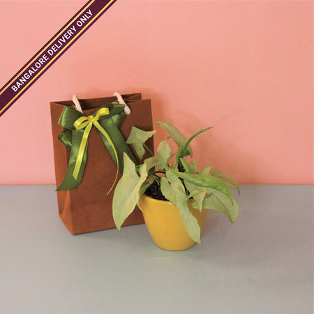 Indoor Plant in a Medium Yellow Ceramic Pot