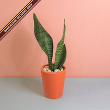 Load image into Gallery viewer, Sansevieria in a Tall Orange Ceramic Pot