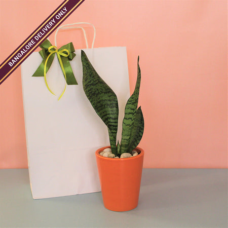 Sansevieria in a Tall Orange Ceramic Pot