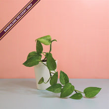 Load image into Gallery viewer, Money Plant in a Tall White Ceramic Pot