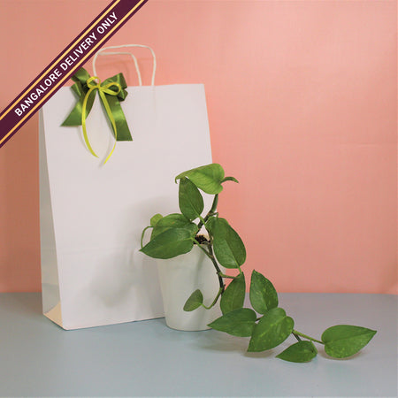 Money Plant in a Tall White Ceramic Pot