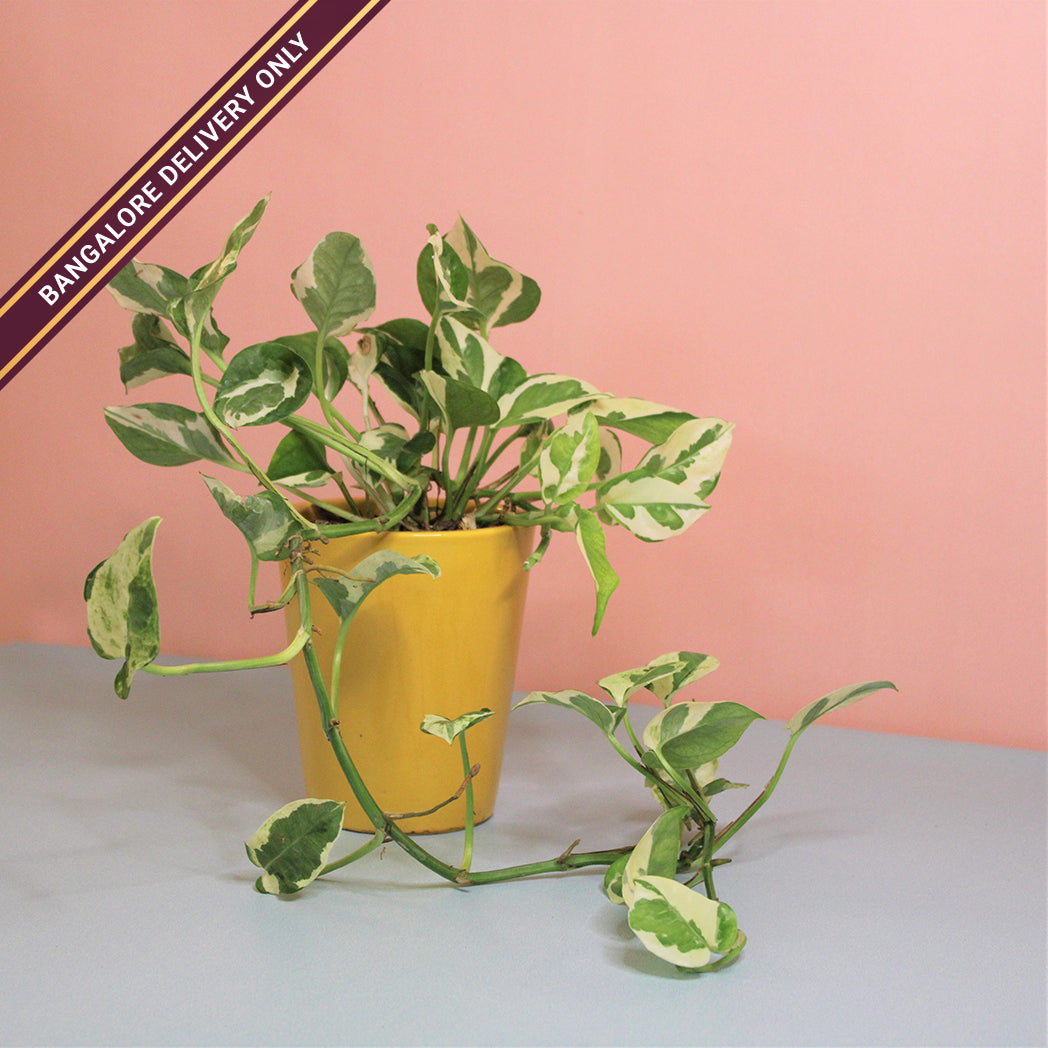 yellow money plant Money Plant in a Tall Yellow Ceramic Pot