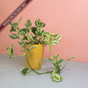 Money Plant in a Tall Yellow Ceramic Pot