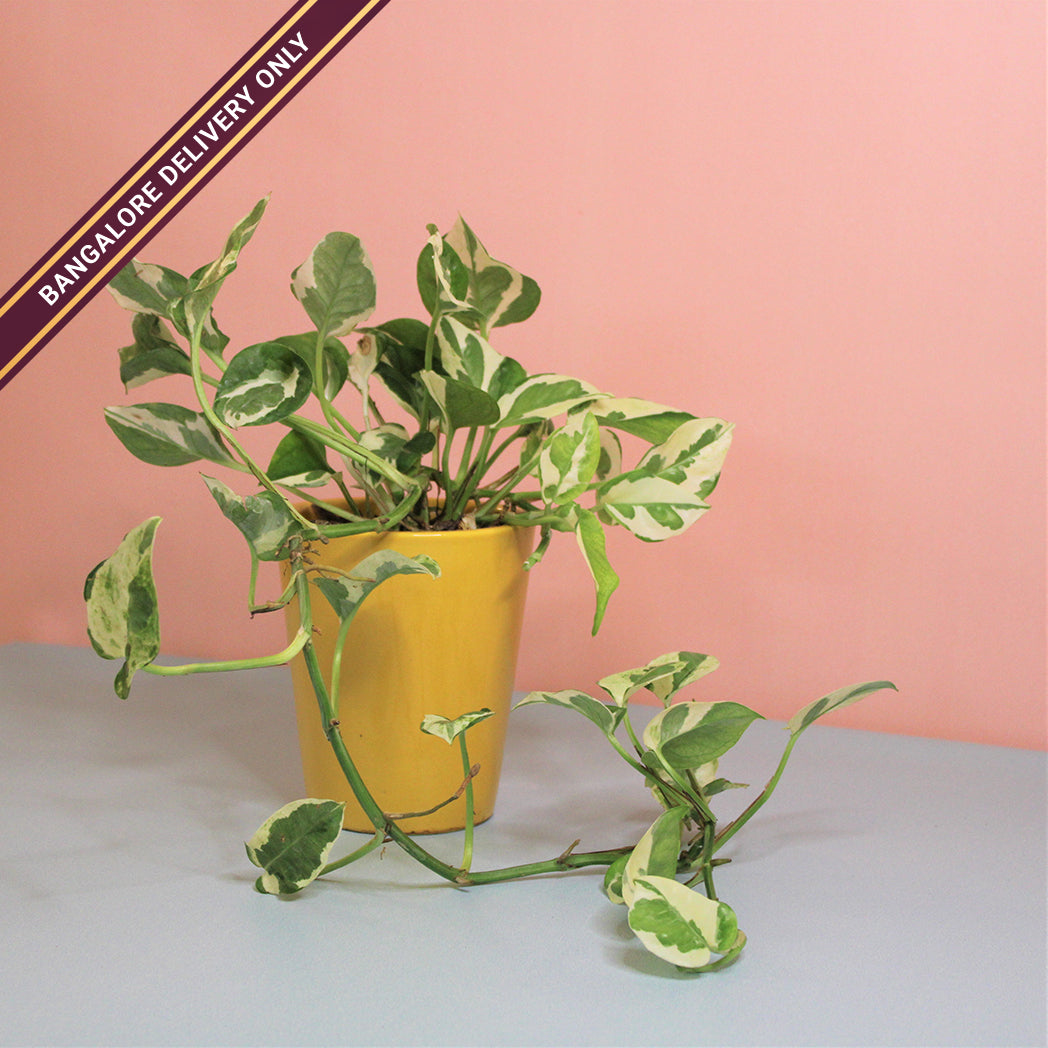 Money Plant in a Tall Yellow Ceramic Pot