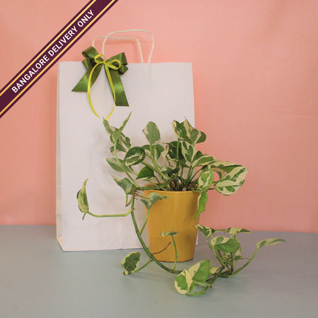 Money Plant in a Tall Yellow Ceramic Pot